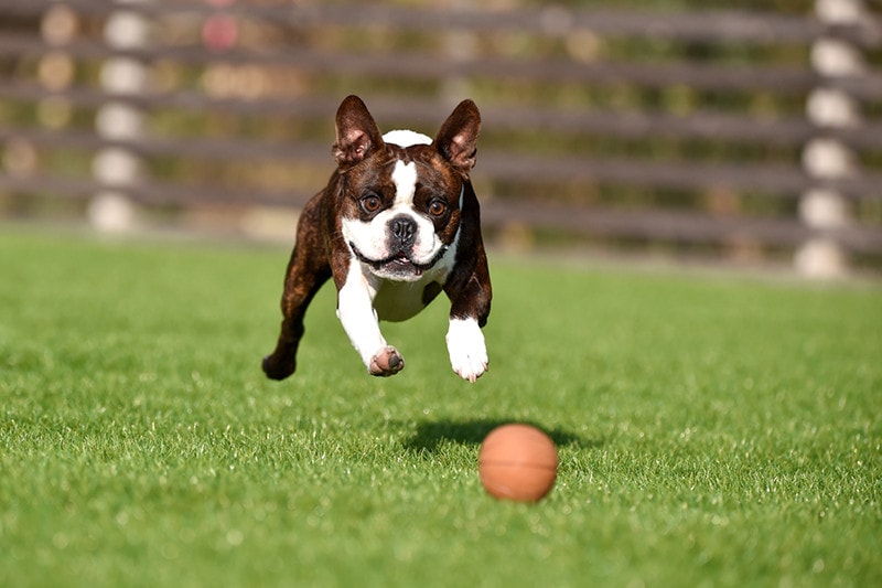 Brindle Boston Terrier Dog Playing
