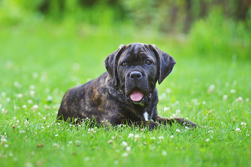 Brindle Cane Corso puppy lying outdoors on a green grass