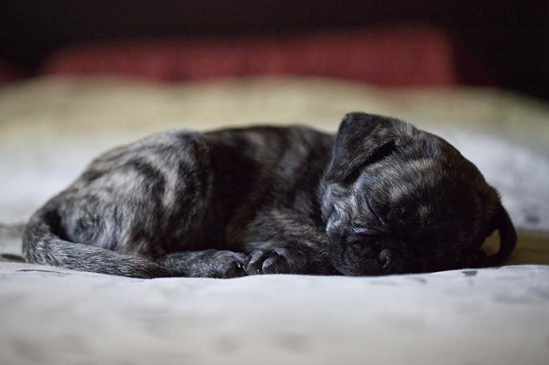 Brindle pug puppy having a nap on a cozy bed