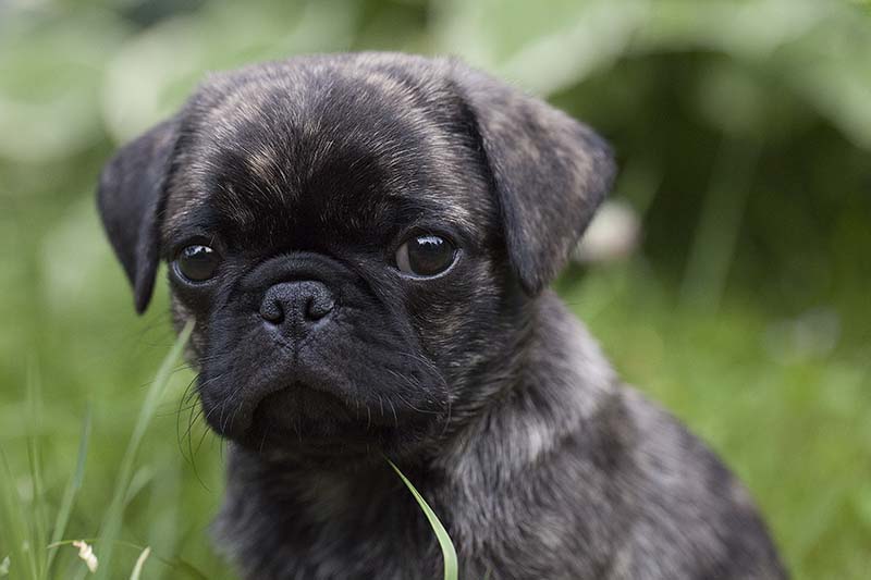 Brindle pug puppy posing in the grass