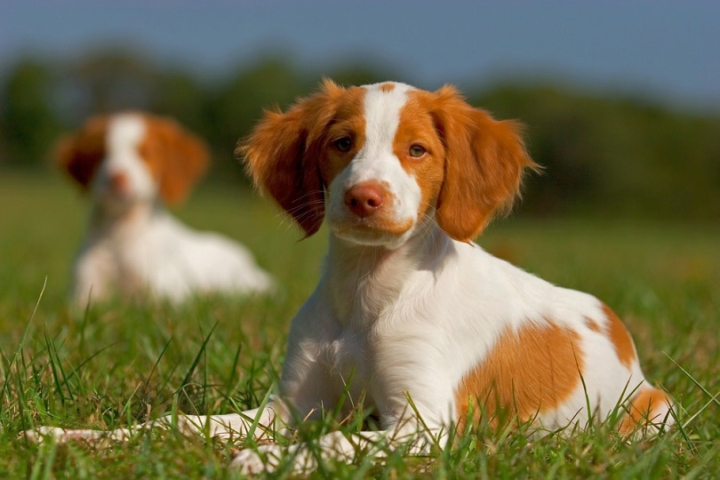 Brittany-Spaniel-Puppies_Andrew-Williams_shutterstock