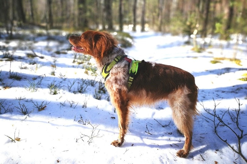 Brittany dog in snow