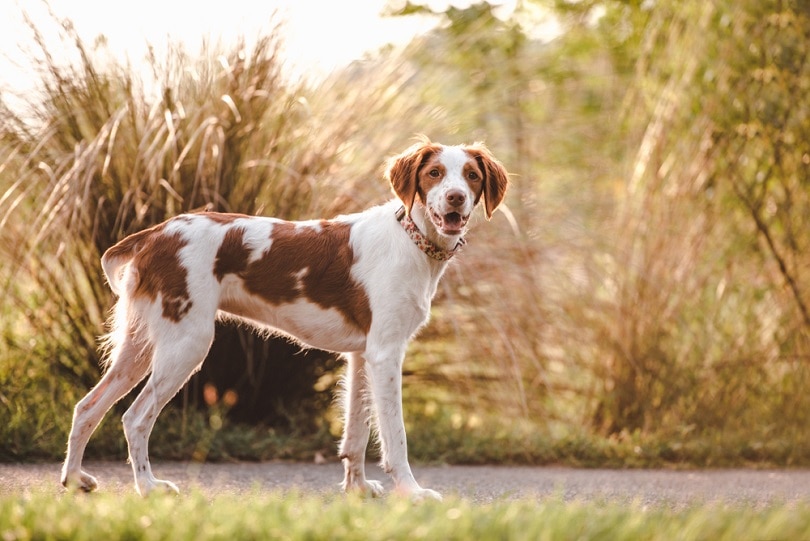 Brittany-spaniel-outdoors_TanyaCPhotography_shutterstock