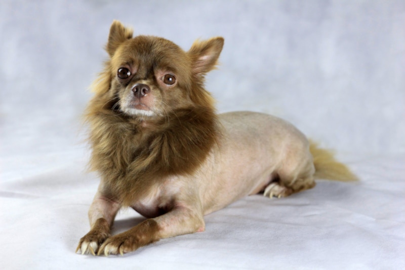 Brown Chihuahua with lion cut