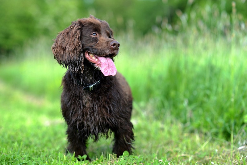 Brown Liver working cocker spaniel in a summer meadow
