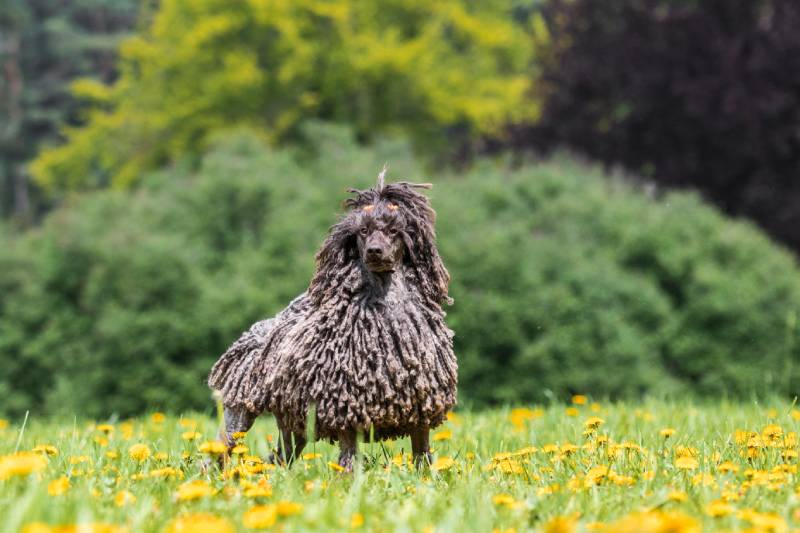 Brown corded poodle dog on green grass