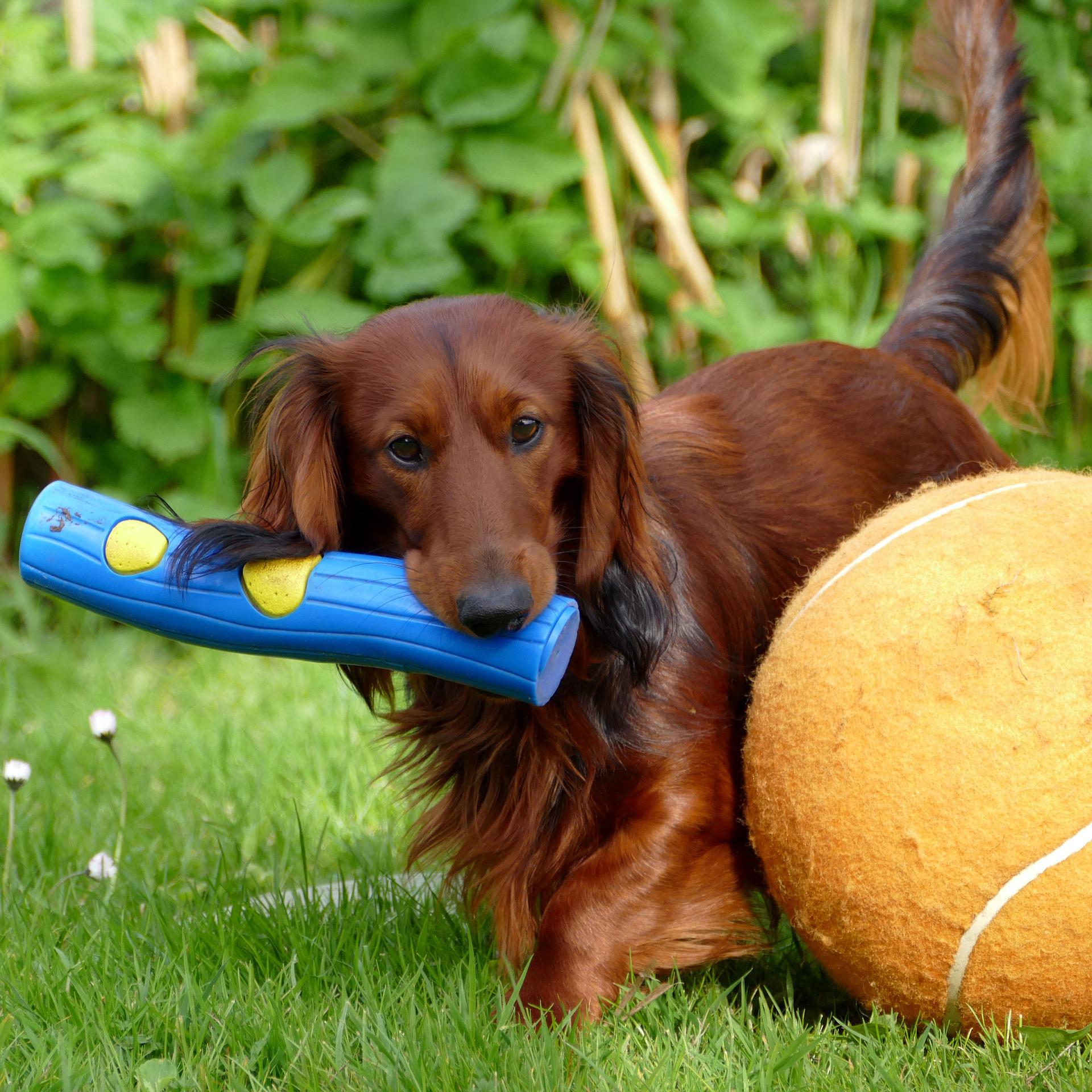 Brown dachshunds playing with toys