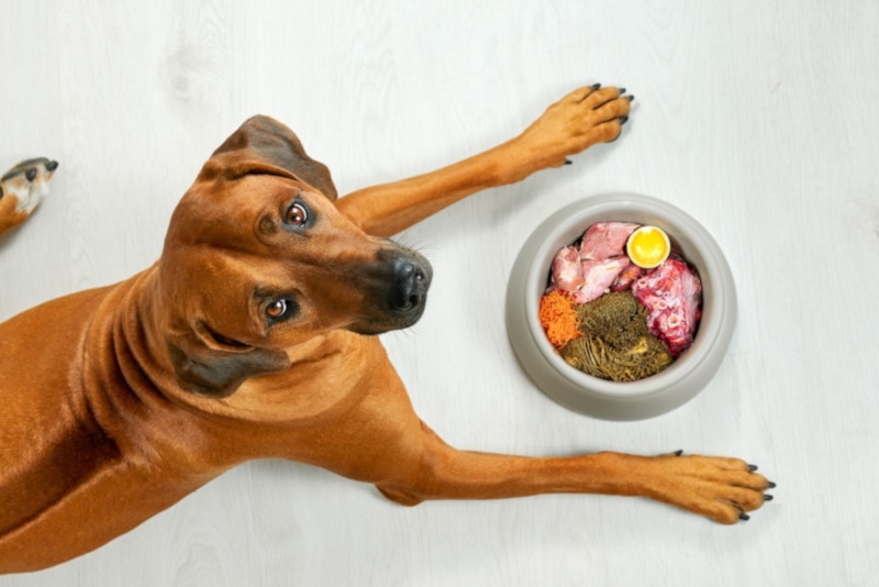 Brown dog with a bowl of raw dog food with tripe