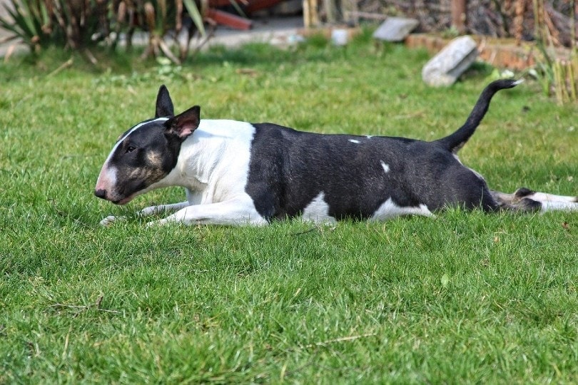 Bull Terrier lying on grass