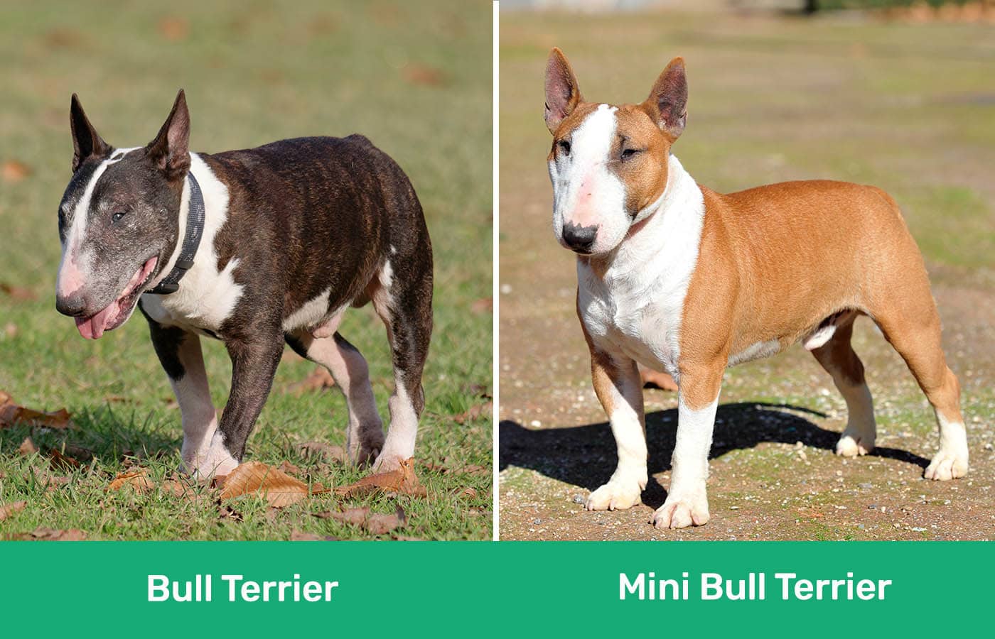 Bull Terrier vs Mini Bull Terrier side by side