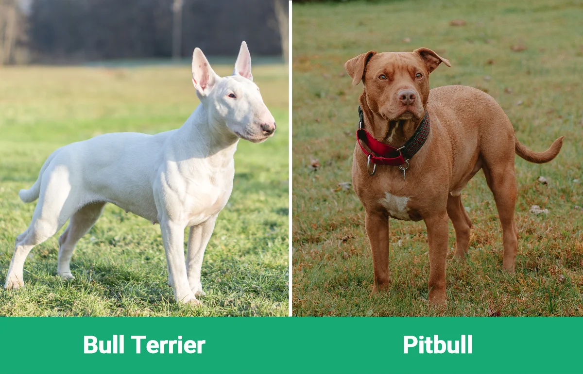Bull Terrier vs Pitbull - Visual Differences
