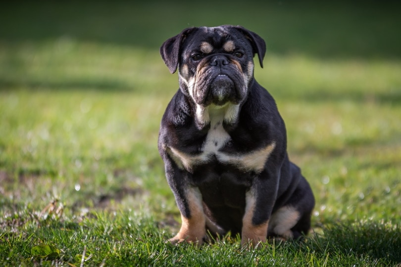 Bulldog sitting on the grass