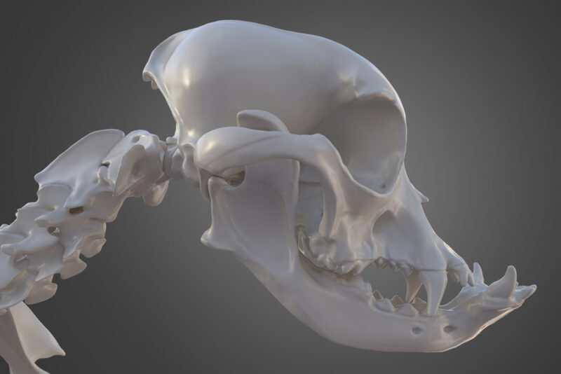 Bulldog skull skeleton