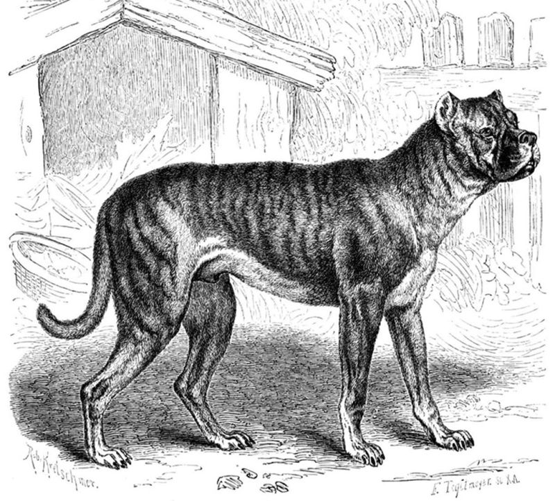 Bullenbeiser extinct dog illustrated