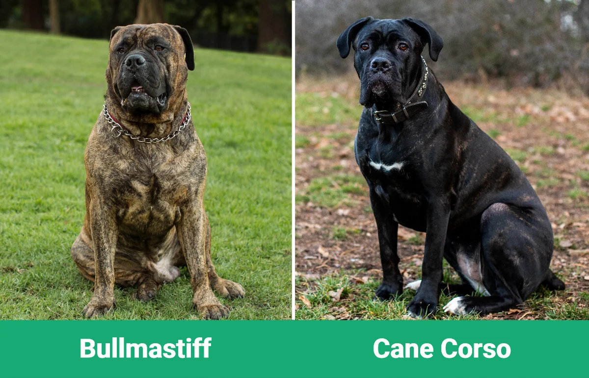 Bullmastiff vs Cane Corso - Visual Differences