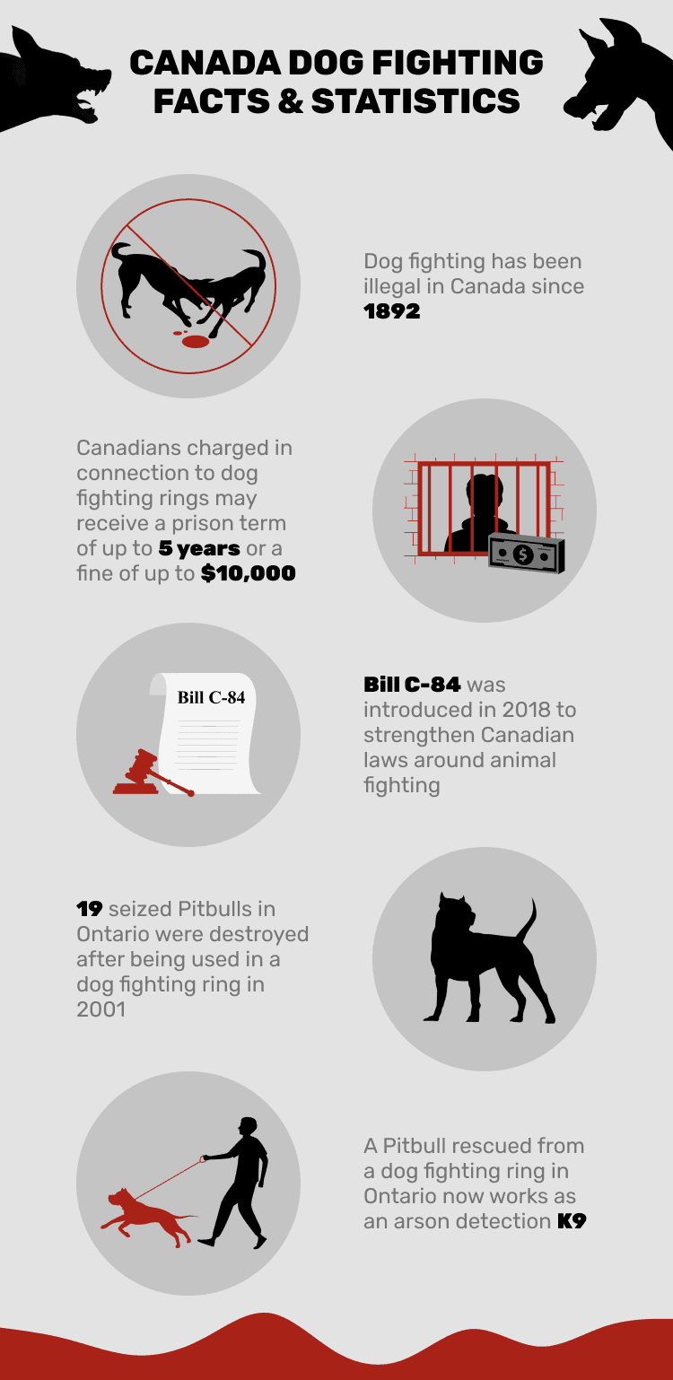 CANADA_DOG_FIGHTING_FACTS_&_STATISTICS