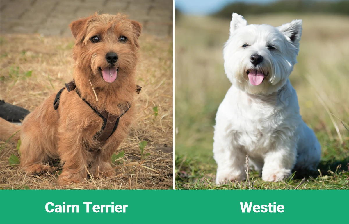 Cairn Terrier vs Westie - Visual Differences