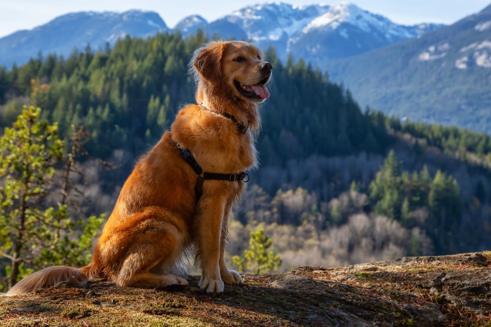 Canadian Golden Retriever dog sitting at the hill