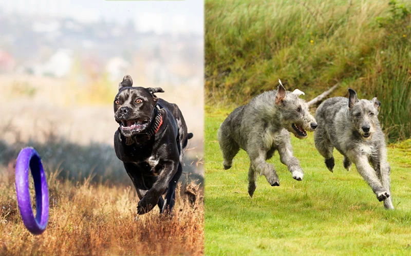 Cane Corso and Irish Wolfhound