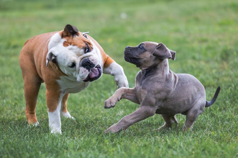 Cane Corso puppy playing with The Bulldog (the English Bulldog or British Bulldog)