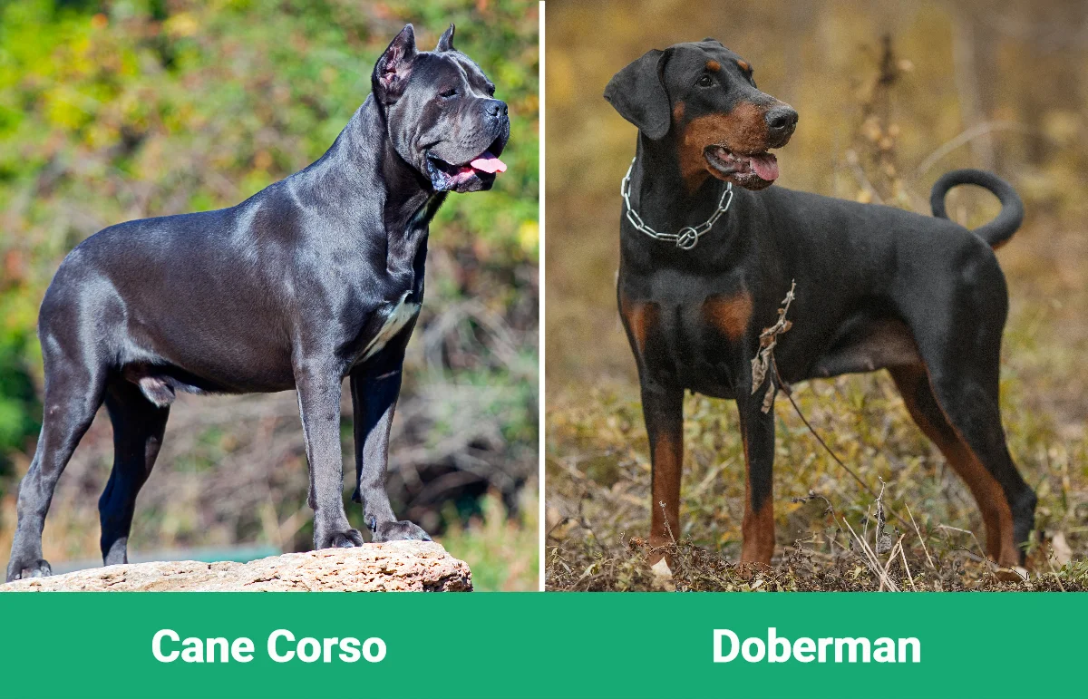 Cane Corso vs Doberman - Visual Differences