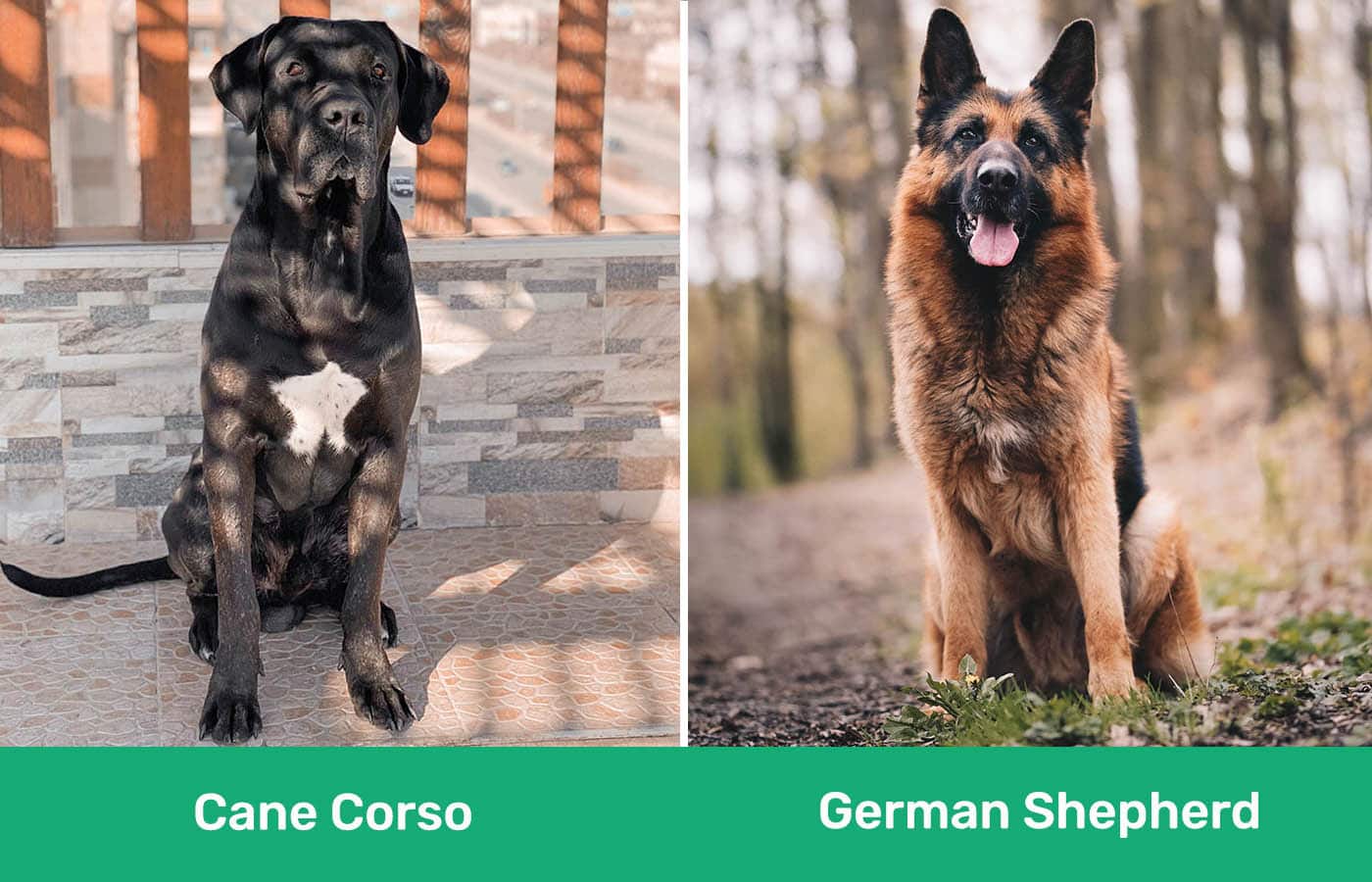 Cane Corso vs German Shepherd side by side