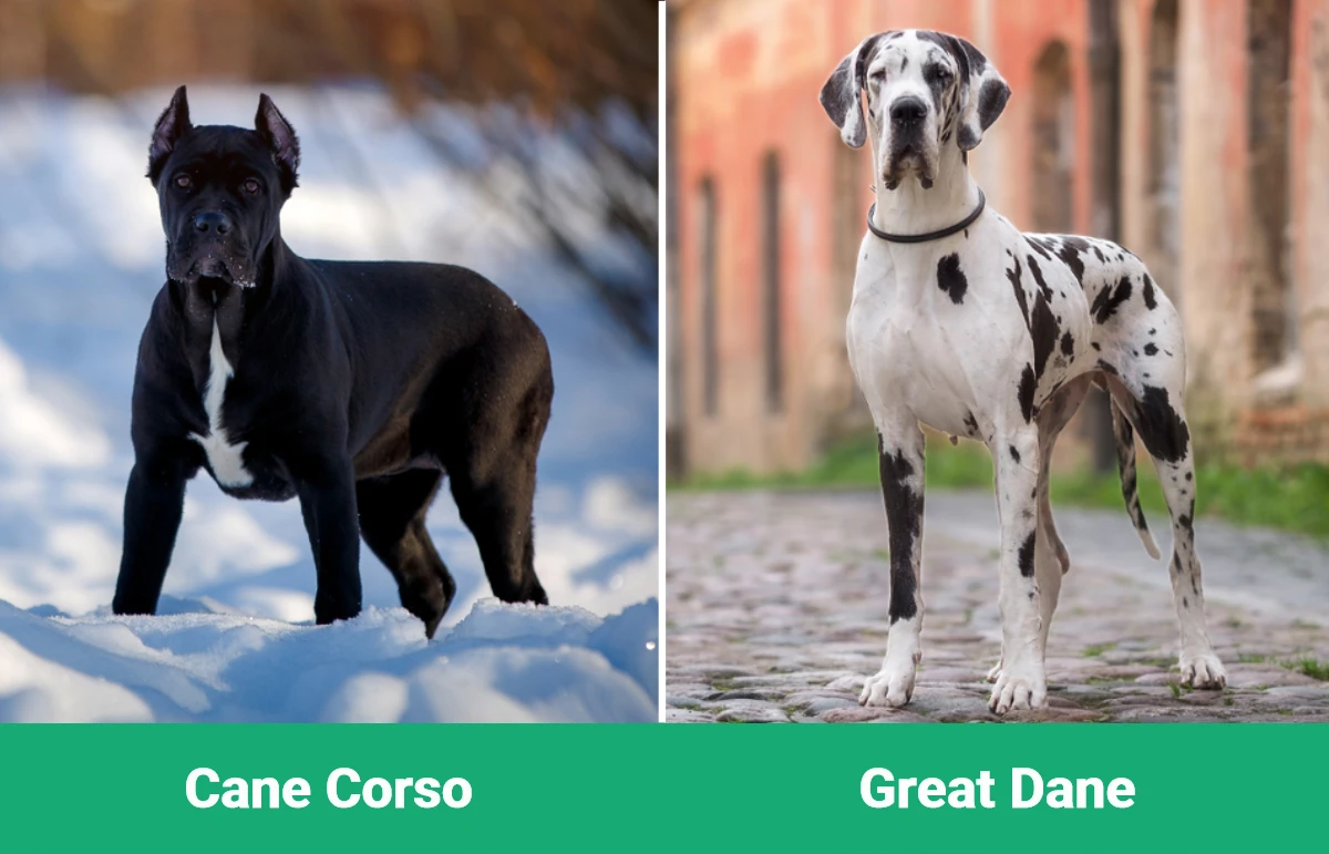 Cane Corso vs Great Dane - Visual Differences