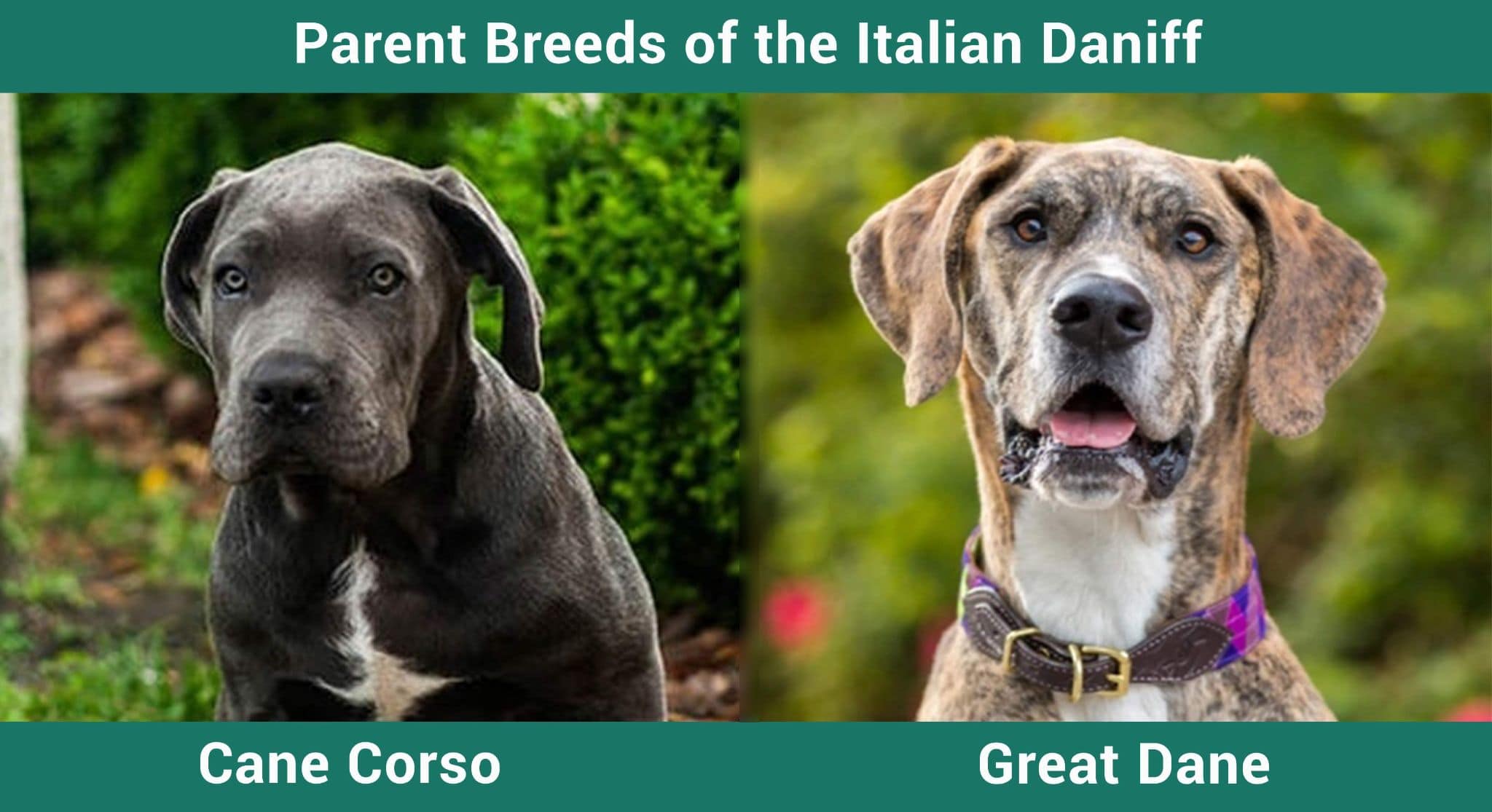 Cane Corso vs Great Dane breed