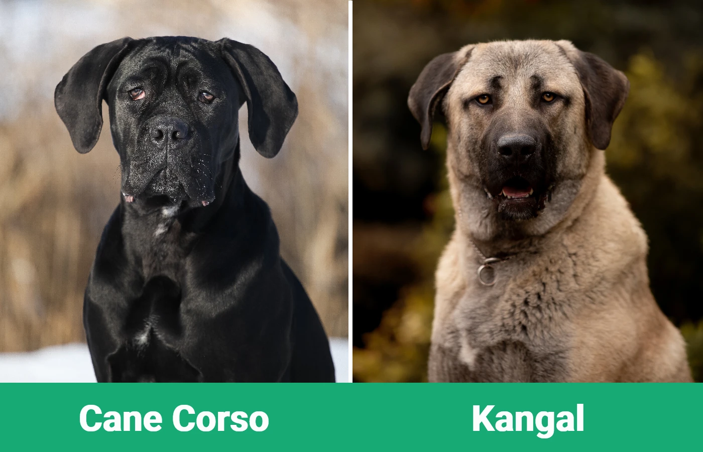 Cane Corso vs Kangal - Visual Differences