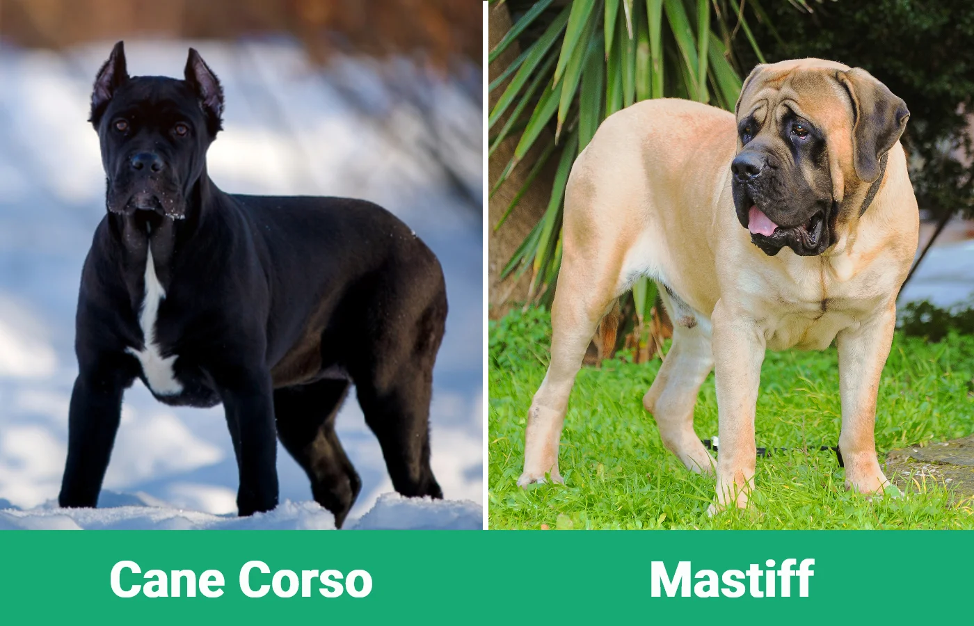 Cane Corso vs Mastiff - Visual Differences