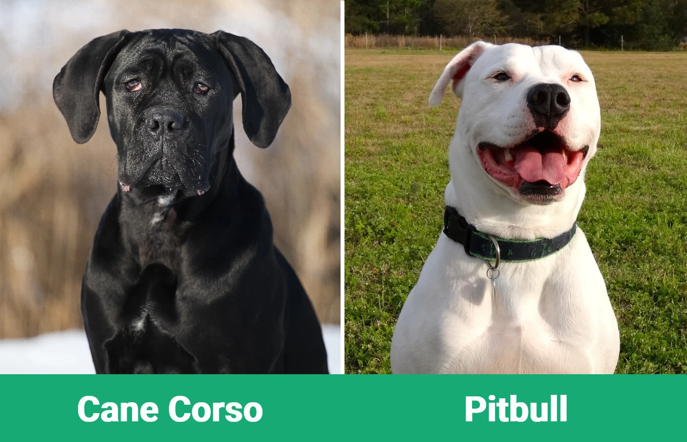 Cane Corso vs Pitbull: Differences Explained (With Pictures) – Dogster