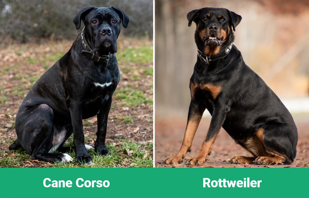Cane Corso vs Rottweiler - Visual Differences