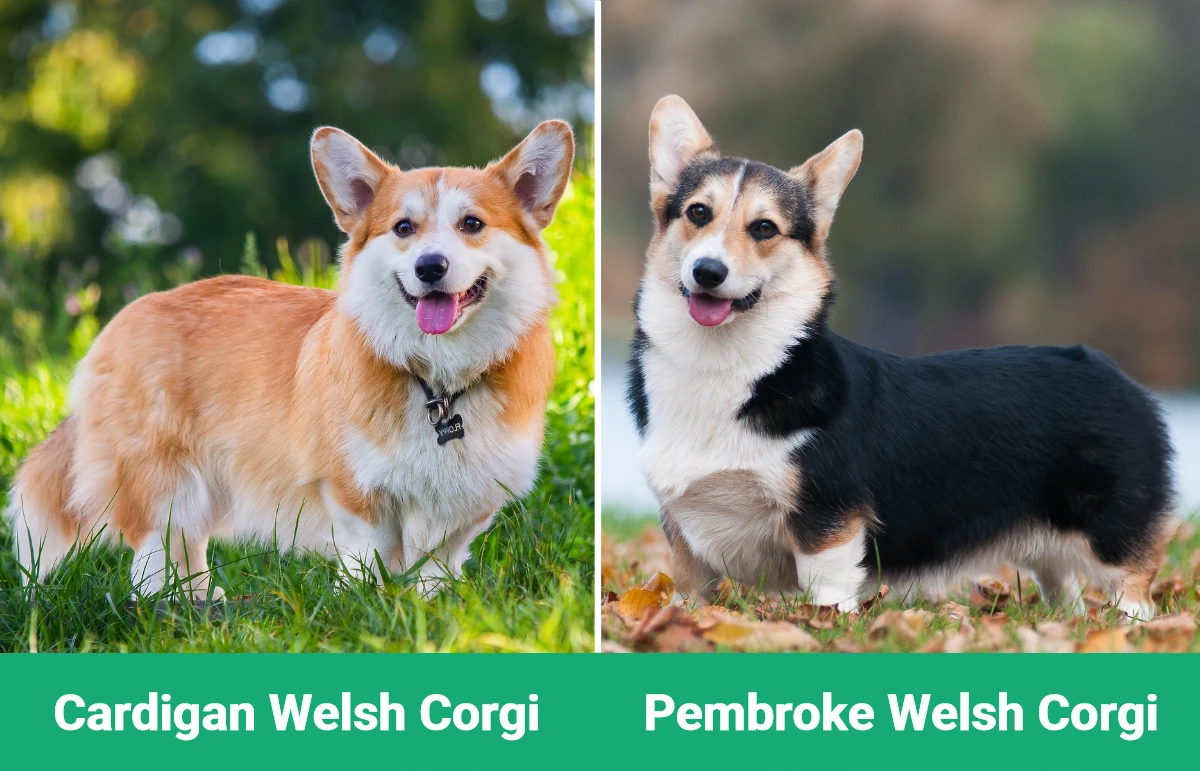 Cardigan vs Pembroke Welsh Corgi - Visual Differences