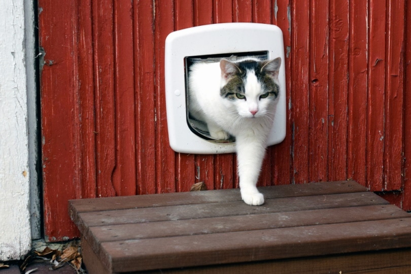 Cat coming out of a cat door