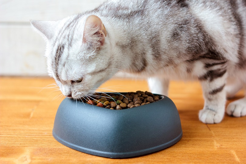 Cat eating pet food in a heart shaped bowl