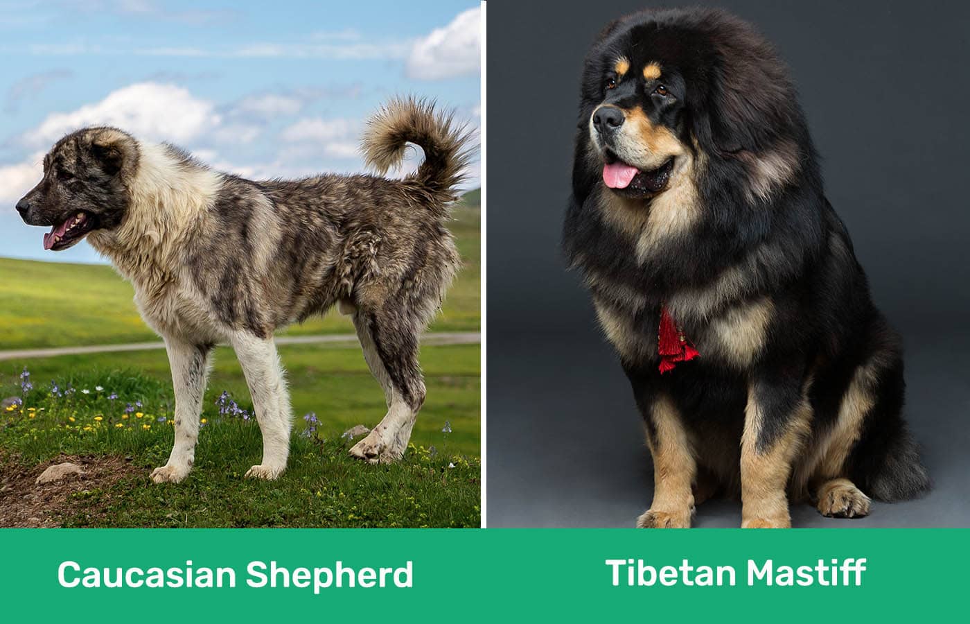 Caucasian Shepherd vs Tibetan Mastiff side by side