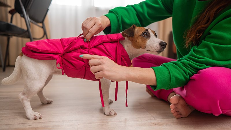 Caucasian woman dressing jack russell terrier dog in pink vest