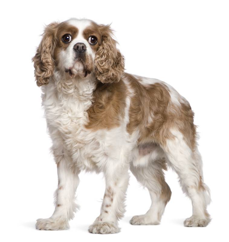 Cavalier King Charles Spaniel dog in white background