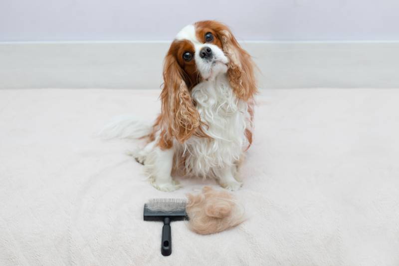 Cavalier King Charles Spaniel looks closely at the camera after the procedure of combing with an animal brush