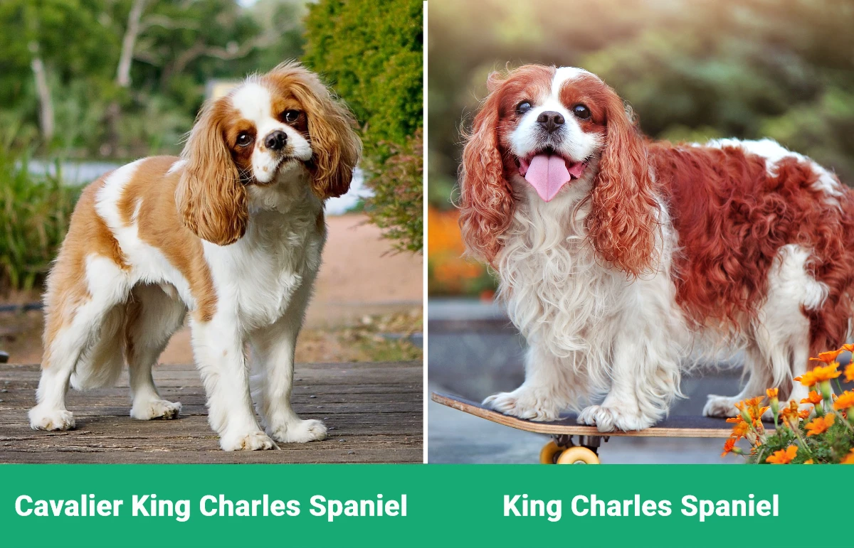 Cavalier King Charles Spaniel vs King Charles Spaniel - Visual Differences