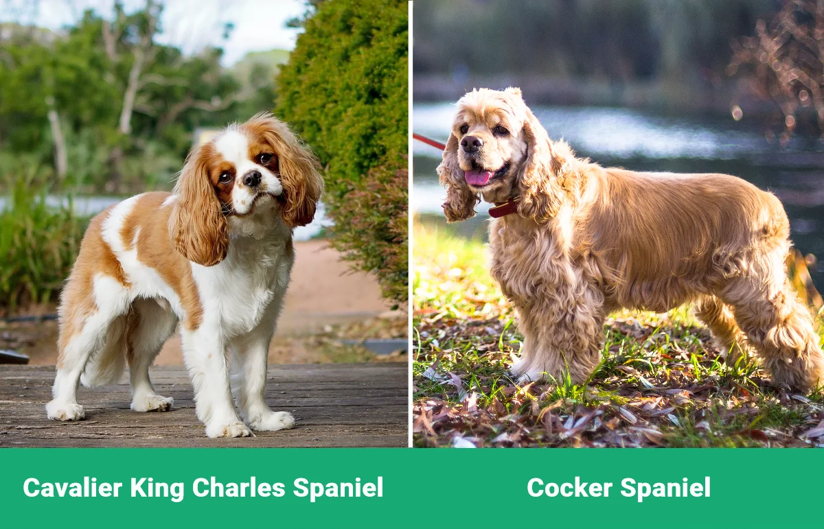 Cavalier King Charles vs Cocker Spaniel - Visual Differences