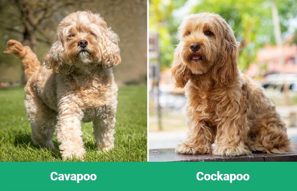 Cavapoo vs Cockapoo - Visual Differences