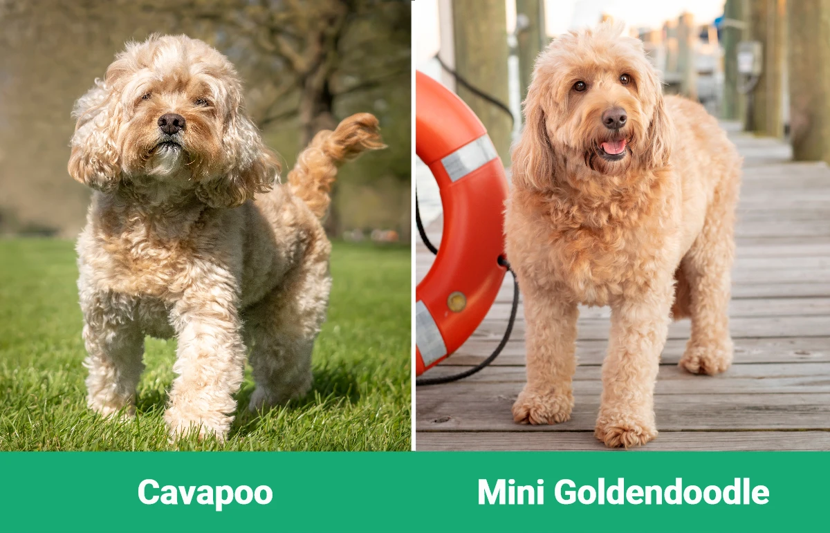 Cavapoo vs Mini Goldendoodle - Visual Differences