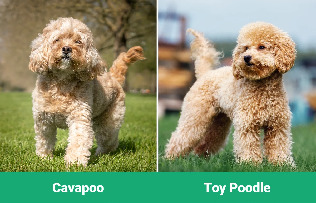 Cavapoo vs Toy Poodle - Visual Differences