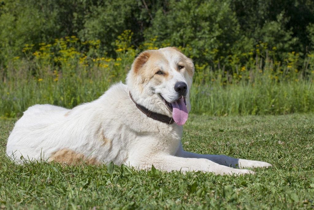 Central Asian Shepherd Dog_Nikolai Tsvetkov, Shutterstock
