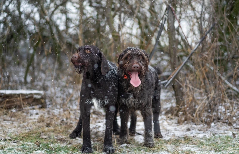 Cesky Fousek dogs outdoors in winter