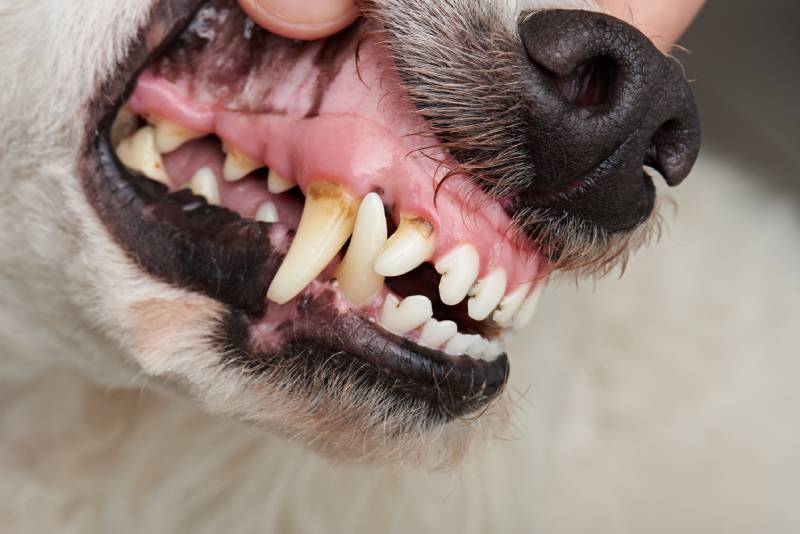 Checking dog teeth with cavities close up