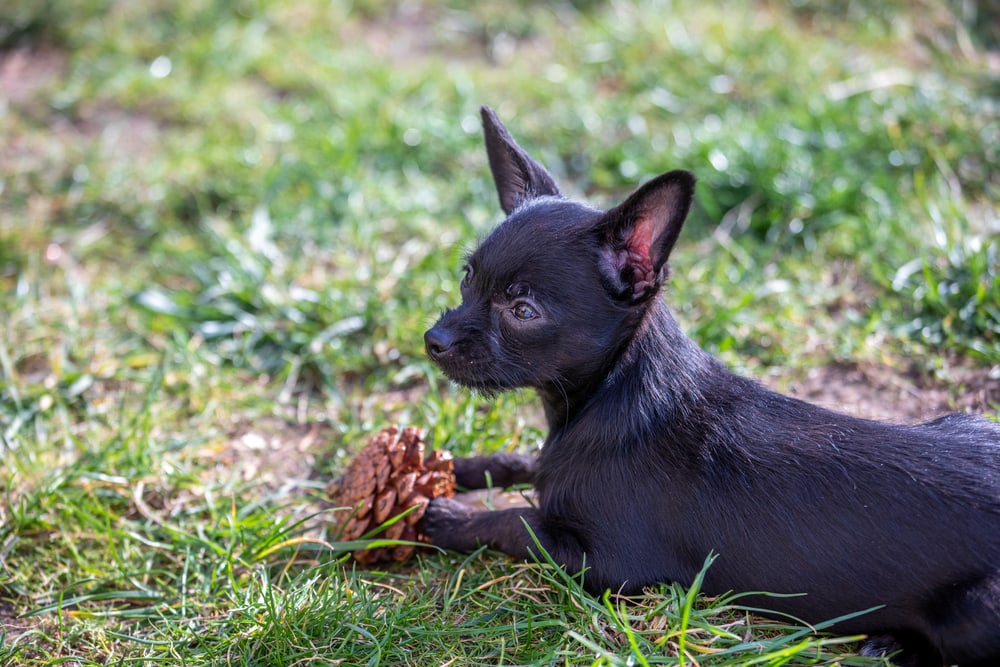 Chi Poo puppy chewing on pine cone