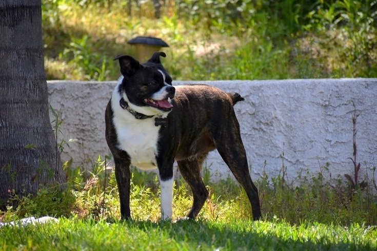 Chibo (Chihuahua x Boston Terrier)