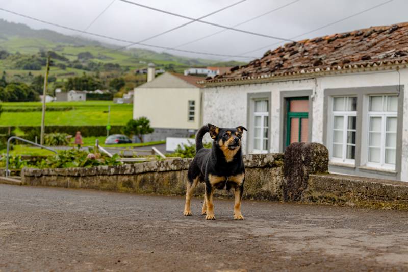 Chihuahua Rottweiler mix breed dog standing guard outside a rural home